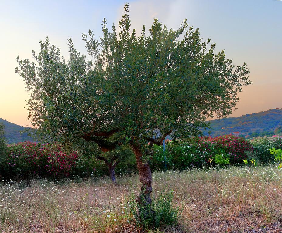 B&B Cilentum Agropoli Εξωτερικό φωτογραφία